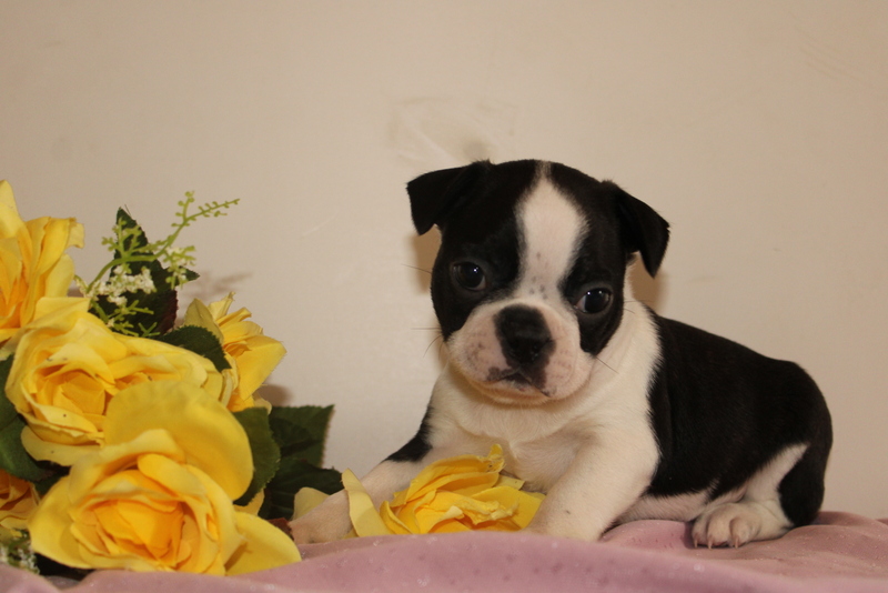 puppy, for, sale, Boston Terrier, Matthew B. Stoltzfus, dog, breeder, Gap, PA, dog-breeder, puppy-for-sale, forsale, nearby, find, puppyfind, locator, puppylocator, aca